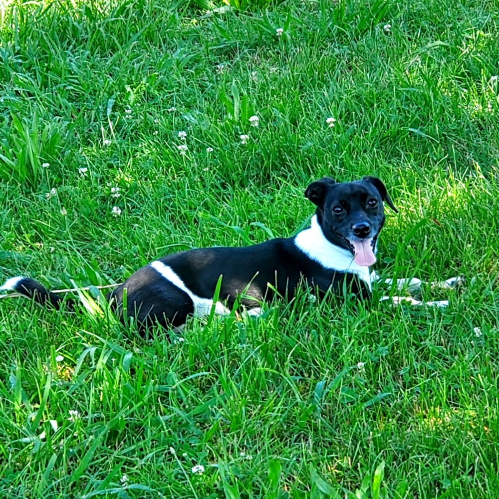 Meet your Posher, Gilson